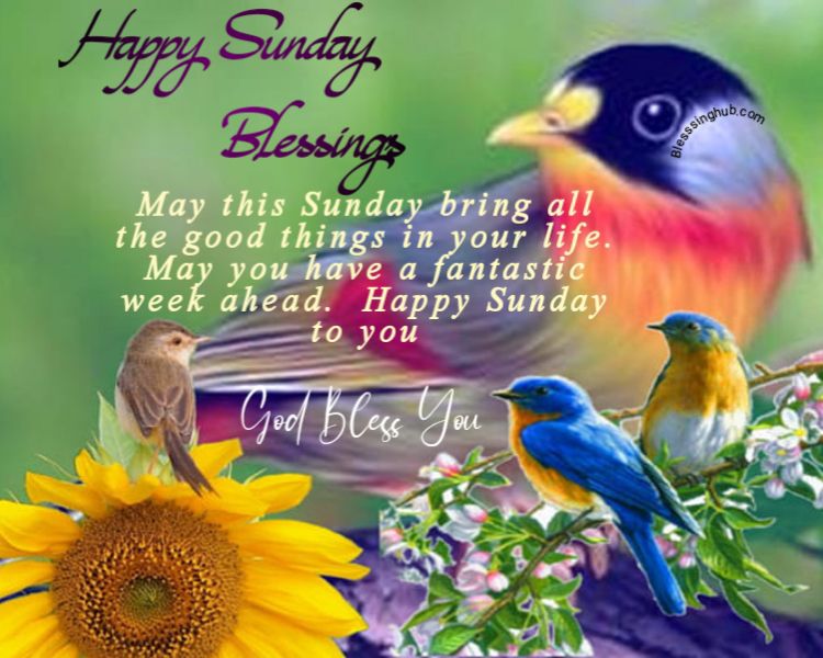 happy Sunday blessings May this Sunday bring all the good things in your life. May you have a fantastic week ahead.