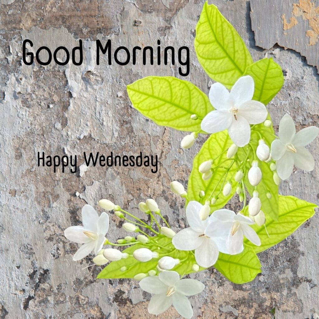 200+ Good Morning Happy Wednesday Images