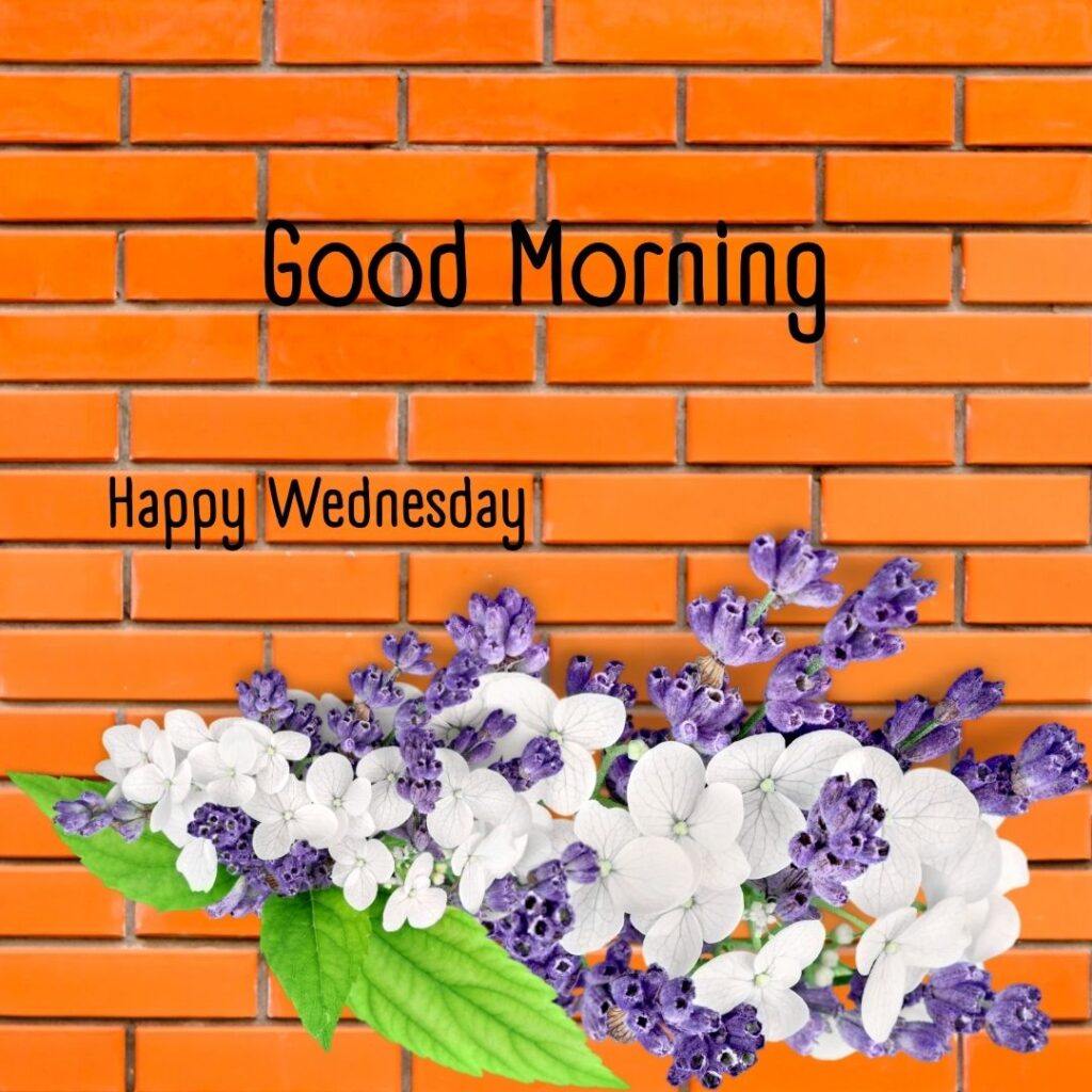 200+ Good Morning Happy Wednesday Images