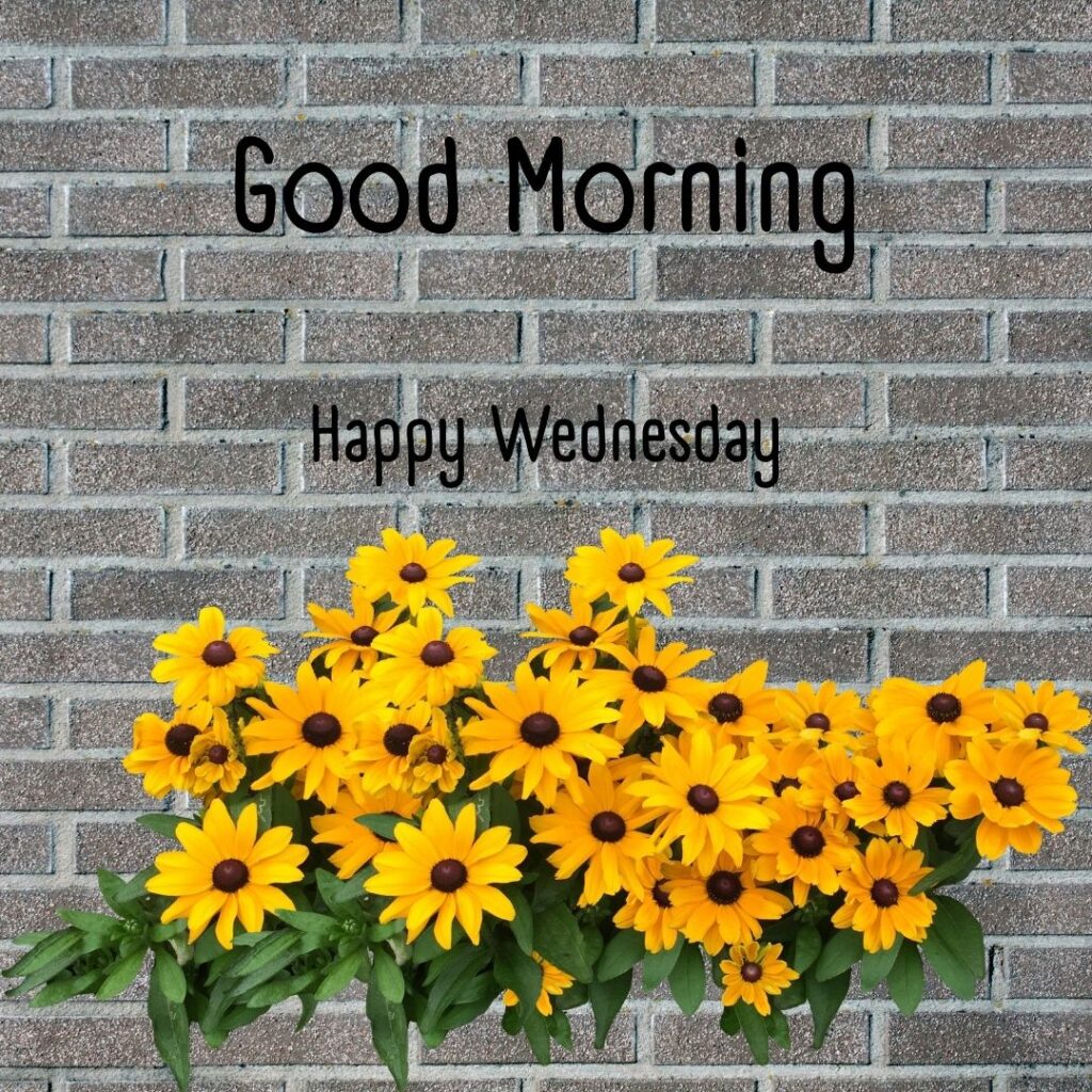 200+ Good Morning Happy Wednesday Images