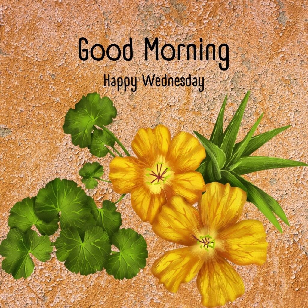 200+ Good Morning Happy Wednesday Images