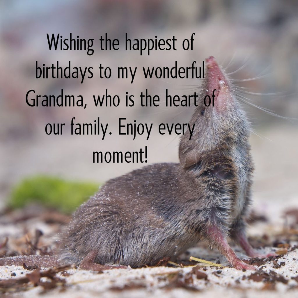 Ageless Love — 120+ Happy Birthday Grandma Wishes!